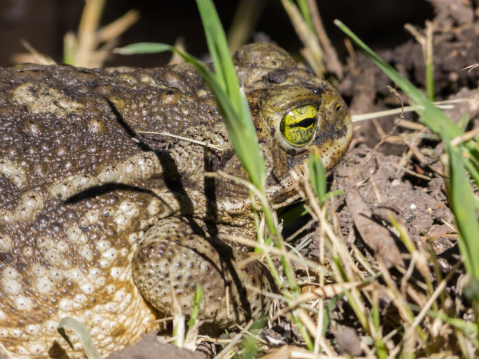 Cane Toad in the backyard